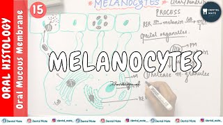 Melanocytes  Nonkeratinocytes  OMM  Dr Paridhi Agrawal [upl. by Kaufmann]