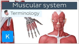 Muscular system  Anatomical terminology for healthcare professionals  Kenhub [upl. by Llenreb]