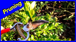 Pruning Blueberry Plant Sunshine Blue [upl. by Lita]