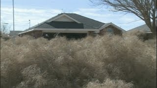 Tumbleweeds bury Roswell homes [upl. by Micky]