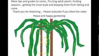 How to grow a Dragon Fruit tree 101 [upl. by Karry598]