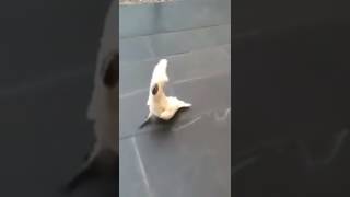 Cockatoo Parrot barks like a dog [upl. by Pulchia]