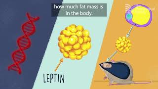 The genetic basis of obesity [upl. by Lilly]