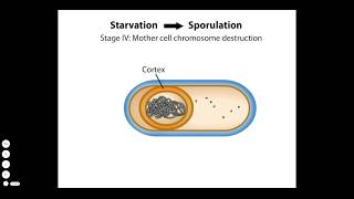 Endospore Formation [upl. by Dumond]