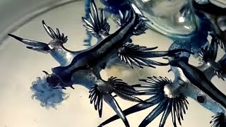 Glaucus Atlanticus eating Blue bottle jellyfish Portuguese man o war [upl. by Priscilla841]