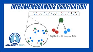 Intramembranous Ossification [upl. by Capp]