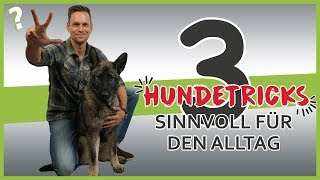 3 sinnvolle Hundetricks für den Alltag  Hundeerziehung [upl. by Nelie722]