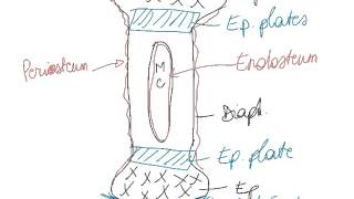 06DSkeletal System Endochondral Ossification [upl. by Bergman]