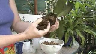 Phalaenopsis Repotting  Orchid Care  From rePotmecom [upl. by Atinomar]