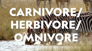 Definitions in the Field CarnivoreHerbivoreOmnivore [upl. by Eserrehs]