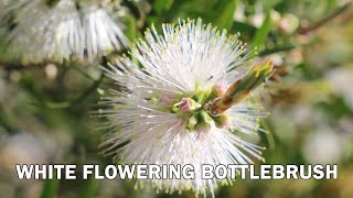 Snow Burst™ Callistemon  Striking white flowers [upl. by Rafaela]