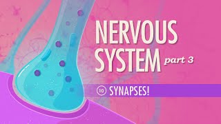 The Nervous System Part 3  Synapses Crash Course Anatomy amp Physiology 10 [upl. by Culberson]