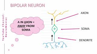 NEUROSCIENCE STRUCTURAL TYPES OF NEURONS – UNIPOLAR BIPOLAR MULTIPOLAR PSEUDOUNIPOLAR [upl. by Tannenwald18]