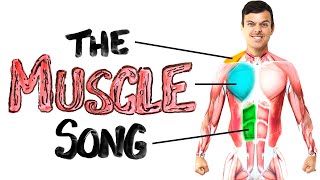 The Muscle Song Memorize Your Anatomy  SCIENCE SONGS [upl. by Nelle]