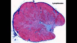 Histologie ─ Lymphatische Organe [upl. by Ilowell]