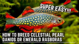 How to Breed Celestial Pearl Danios or Emerald Rasboras [upl. by Yraht214]