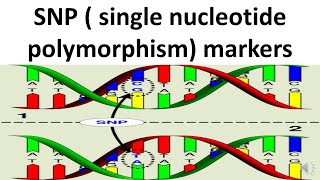 SNP Single nucleotide polymorphism markers [upl. by Ahsele31]