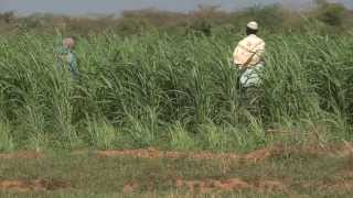 Community Fodder Production in Mandera  Kenya [upl. by Mhoj]