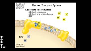 Bacterial Electron Transport Chain [upl. by Sale]