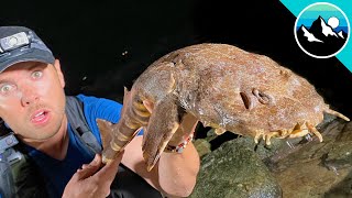 Wobbegong Shark Found in Tide Pool [upl. by Noe33]