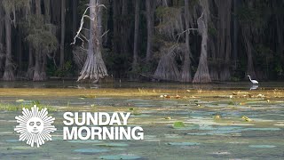 Nature Caddo Lake Texas [upl. by Tecil]