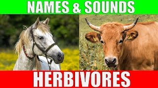 HERBIVOROUS ANIMALS Names and Sounds  Learn Herbivore Animals [upl. by Odnalro]