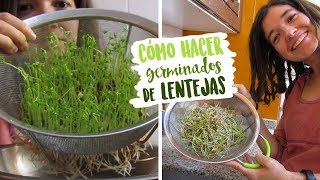 Cómo hacer germinados de lentejas  NUTRIRIANA [upl. by Rokach613]