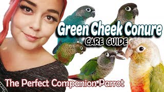 Green Cheek Conure Care  A Complete Guide [upl. by Analat]