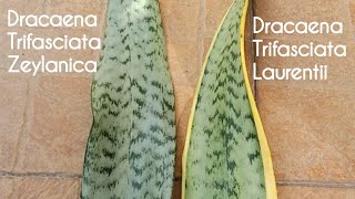 Comparing Dracaena Trifasciata Zeylanica and Dracaena Trifasciata Laurentii [upl. by Aletha]