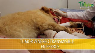 Tumor Venereo Transmitible en Perros  TvAgro por Juan Gonzalo Angel Restrepo [upl. by Sirron703]