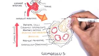 Nephrotic Syndrome  Types and pathology histology [upl. by Christian822]