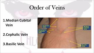 Phlebotomy The Order of Veins [upl. by Willyt]