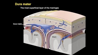 Meninges and Dural venous sinuses [upl. by Anayia]