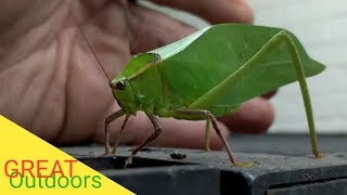 Katydid The Giant Leaf Insect [upl. by Ninehc]