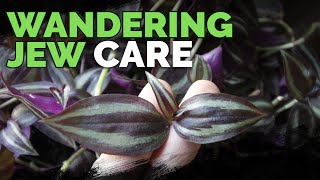 Wandering Jew Plant Care Growing Tradescantia Zebrina [upl. by Florence855]