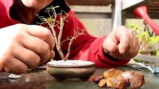 Starting Three New Bonsai Trees [upl. by Sucy]