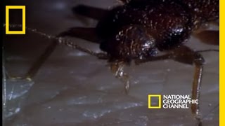 Bed Bugs  National Geographic [upl. by Krall]