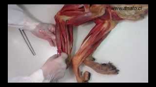 Veterinary anatomy dog muscles thoracic limb 3 of 3 [upl. by Anyrb]