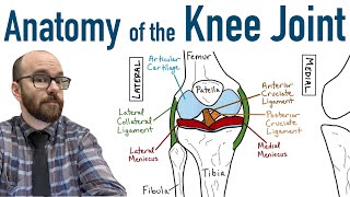 Anatomy of the Knee Joint [upl. by Mcferren947]