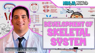 Embryology  Development of Skeletal System [upl. by Maryann]