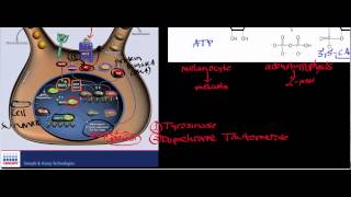 Melanocyte Physiology amp Biosignaling [upl. by Benedikta]