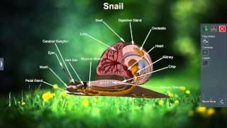 Snail [upl. by Cecilia]