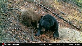 Black Bears Preparing for Hibernation [upl. by Treborsemaj1]