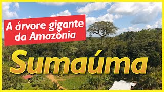 Sumaúma a árvore gigante das várzeas da Amazônia [upl. by Lezti]