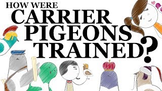 How Were Carrier Pigeons Trained [upl. by Yuht]