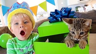 BIRTHDAY KITTEN SURPRISE  Ollie’s 3rd Birthday Special [upl. by Matthaus]