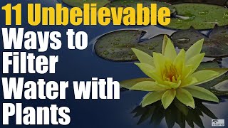 11 Unbelievable Ways to Filter Water with Plants [upl. by Auhsaj]