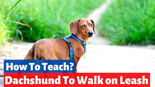 How do you Teach a Dachshund to Walk on the Leash  Dachshund Training [upl. by Pen935]