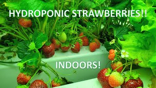 Indoor Hydroponic Strawberries Lots of Berries [upl. by Creath]