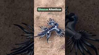 Glaucus Atlanticus [upl. by Tome824]